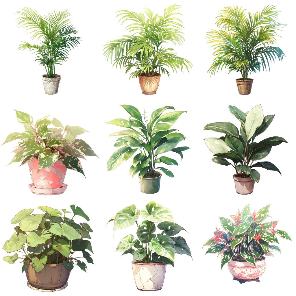 室内植物 50 幅插图(透明 PNG)