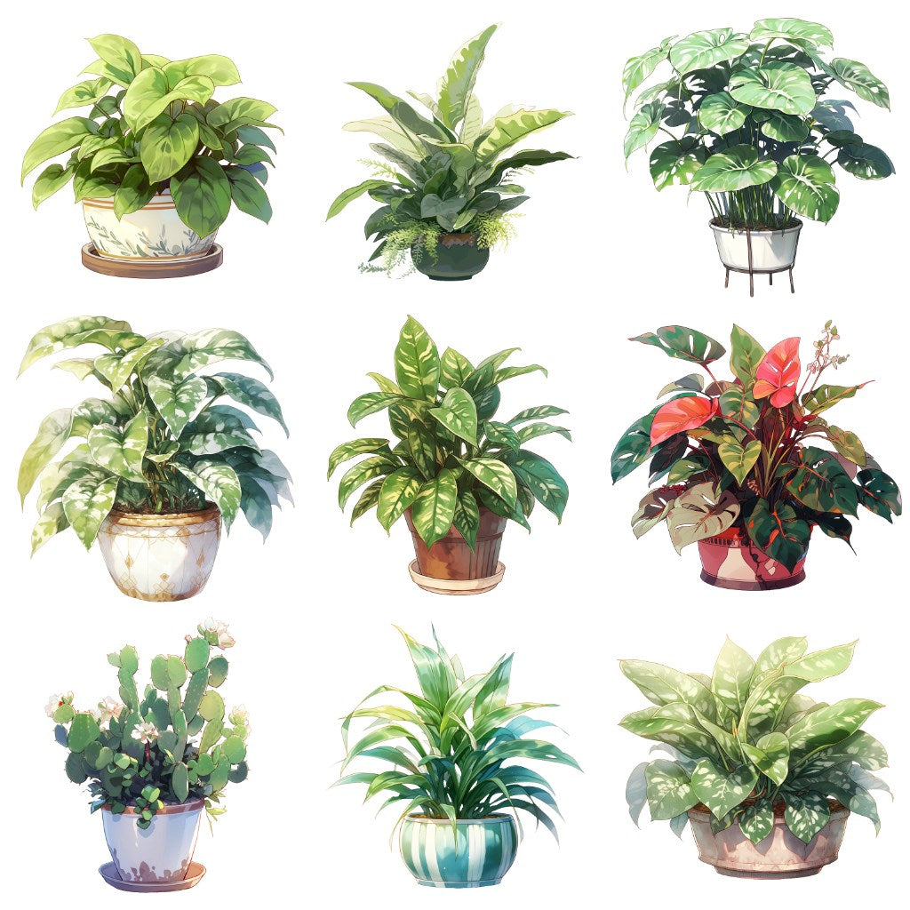 室内植物 50 幅插图(透明 PNG)