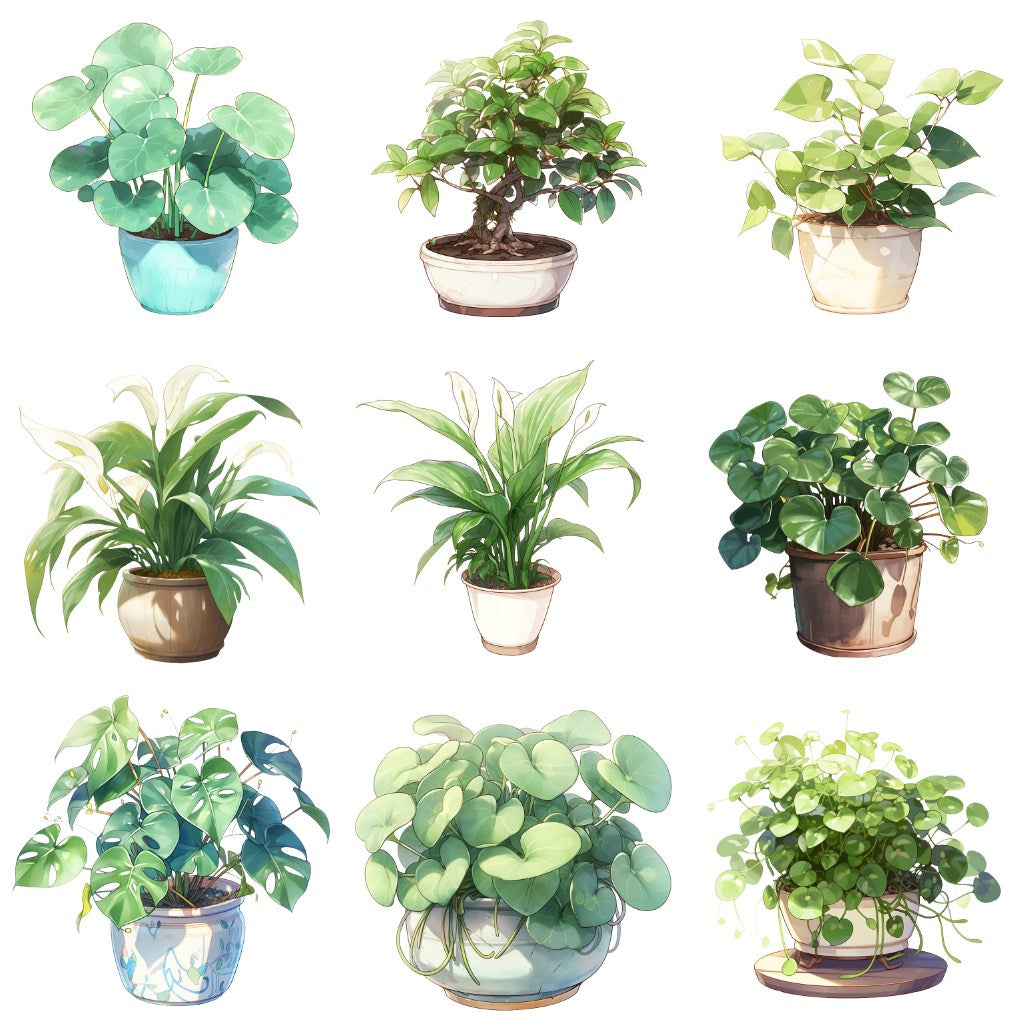 室内植物 50 幅插图(透明 PNG)