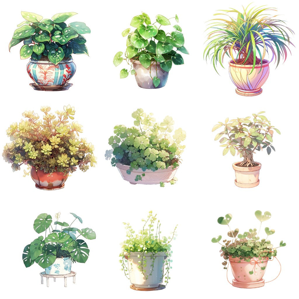 室内植物 50 幅插图(透明 PNG)