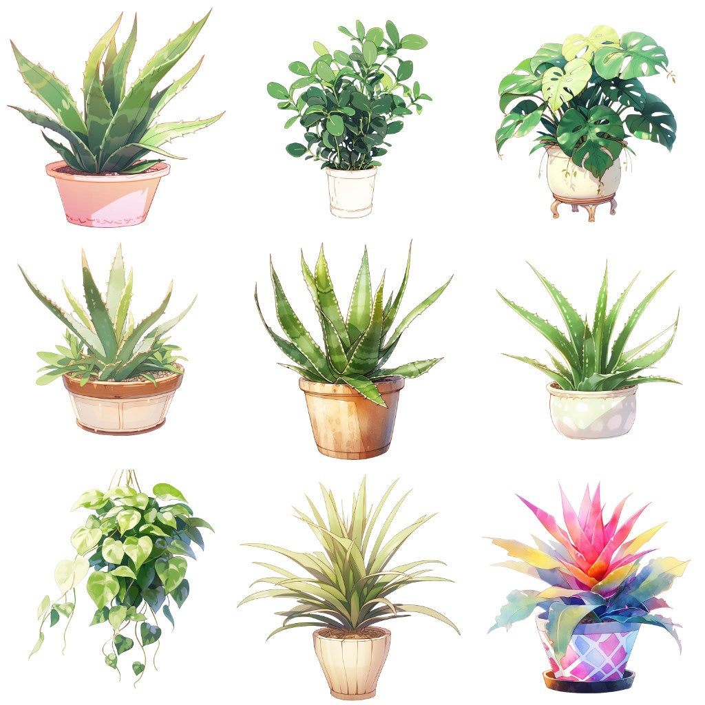 室内植物 50 幅插图(透明 PNG)