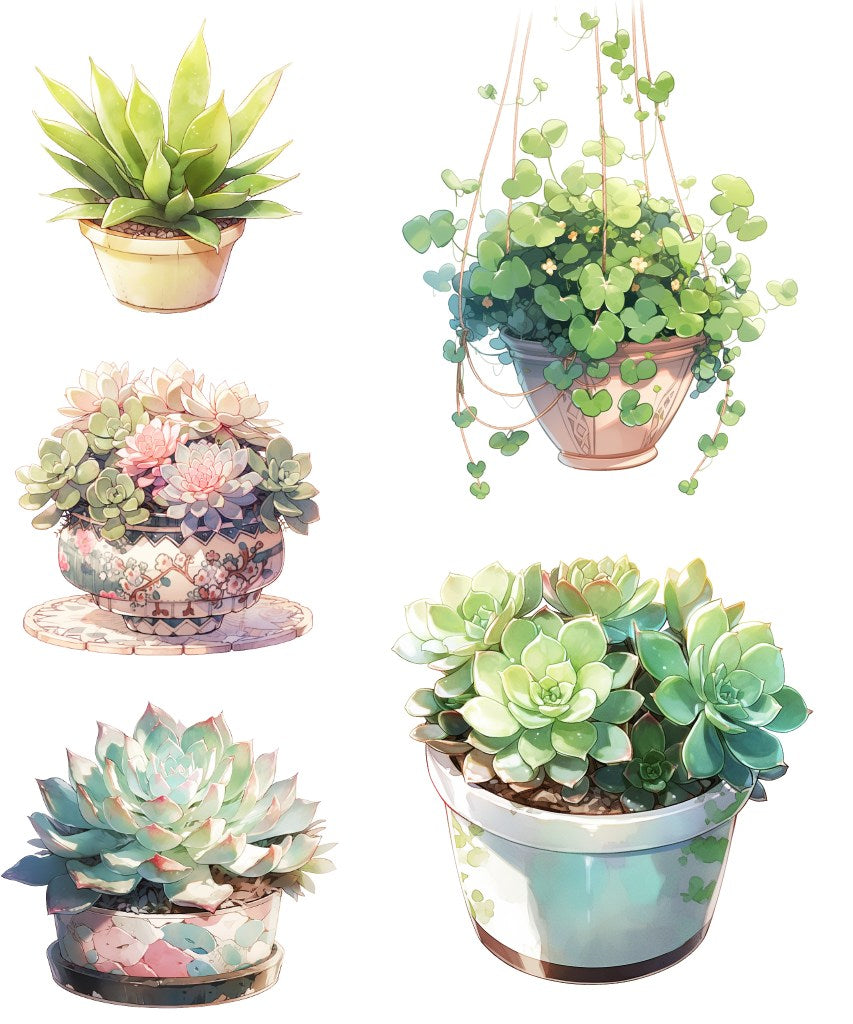 室内植物 50 幅插图(透明 PNG)