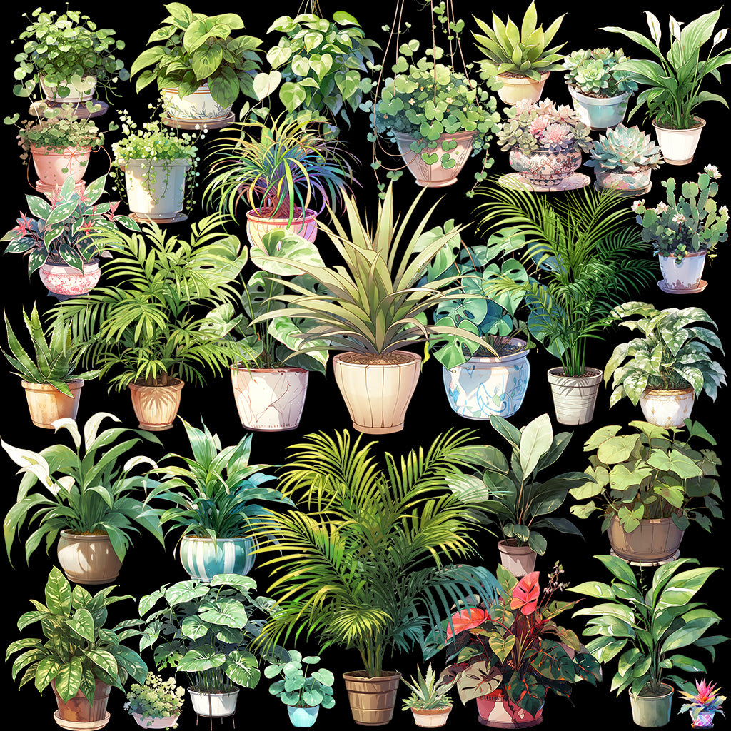 室内植物 50 幅插图(透明 PNG)